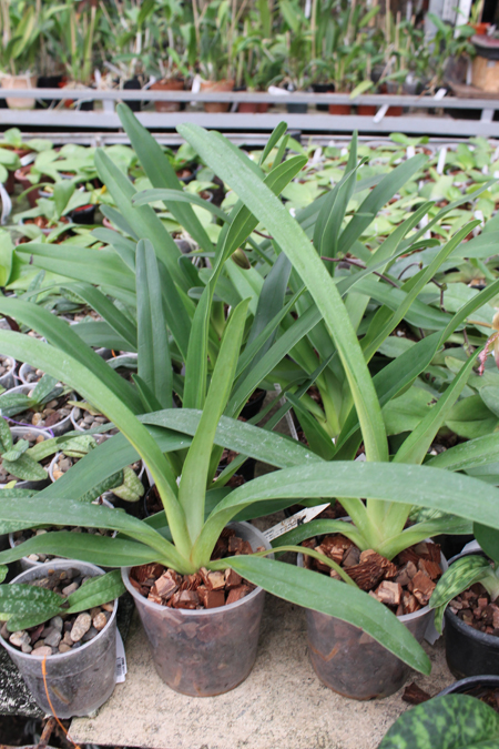 Paphiopedilum Julius Orchidfactory (rothschildianum x lowii).jpg