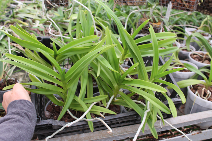 Mokara Jairak White.jpg