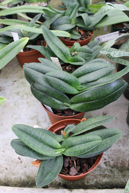 Paphiopedilum hangianum x bellatulum.jpg