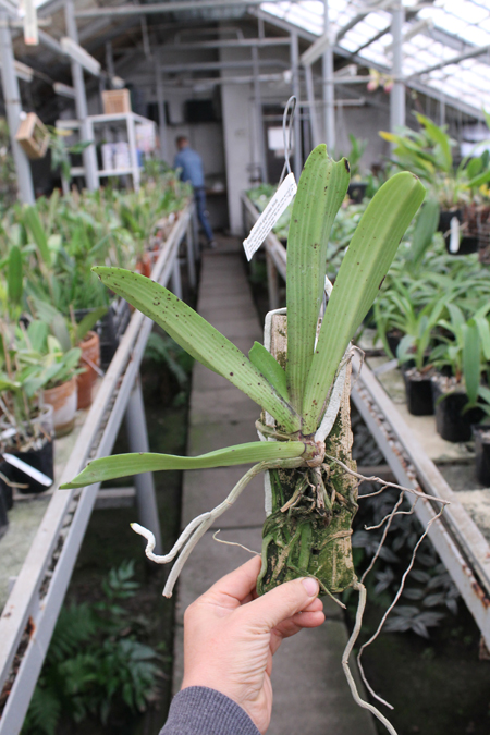 Rhynchostylis gigantea Blue.JPG