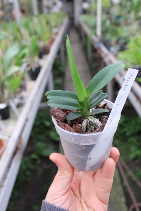 Vanda sanderiana.jpg