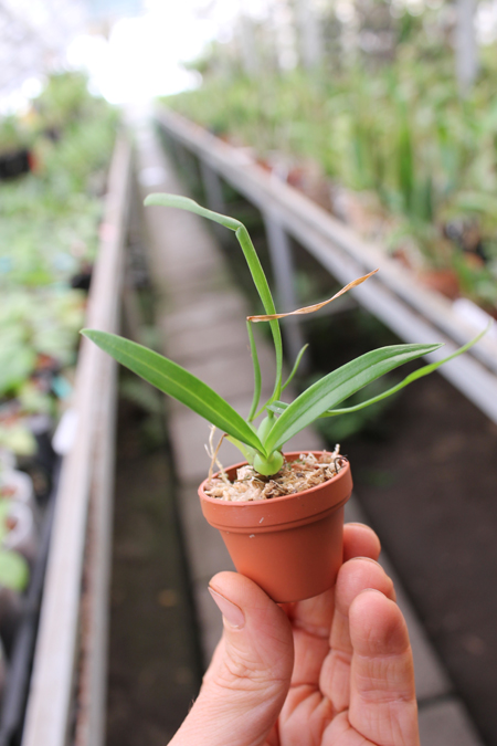 Maxillaria schunkeana.jpg