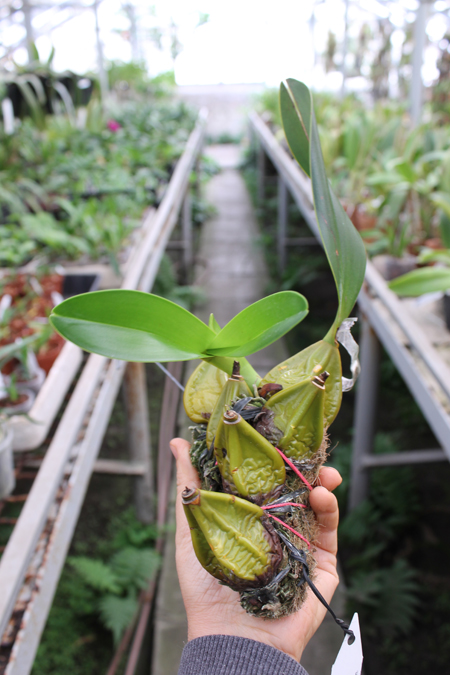 Epigeneium treacherianum (lyonii).jpg