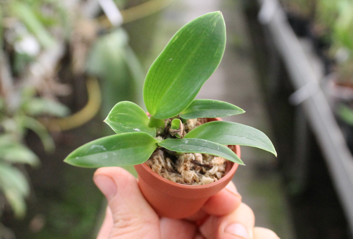 Dendrobium spectabile.jpg