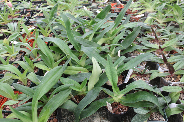 Paphiopedilum Woessner Kologod.jpg