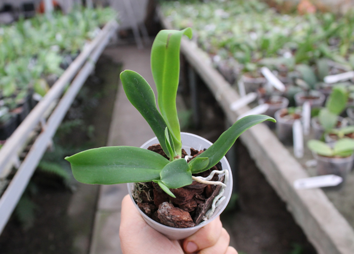 Cattleya dowiana aurea.jpg