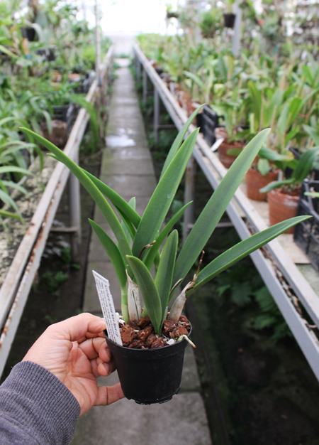 Kirchara Jairak Kiss Spot Lip.jpg