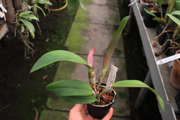 Cattleya x Whitei.jpg