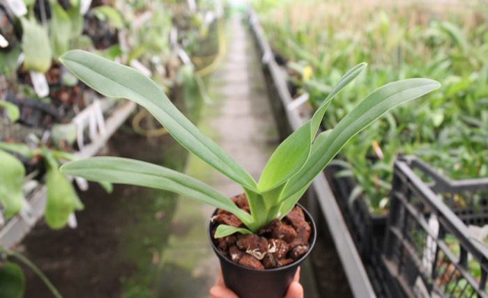 Paphiopedilum Mercatelii (stonei x lowii).jpg