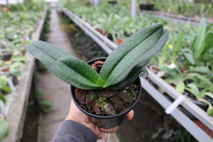 Paphiopedilum In Charm Handel (hangianum x delenatii).jpg