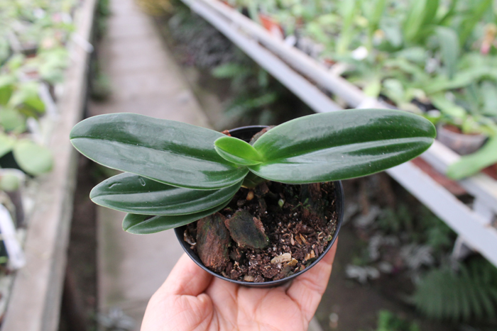 Paphiopedilum Michael Koopowitz x hangianum.jpg