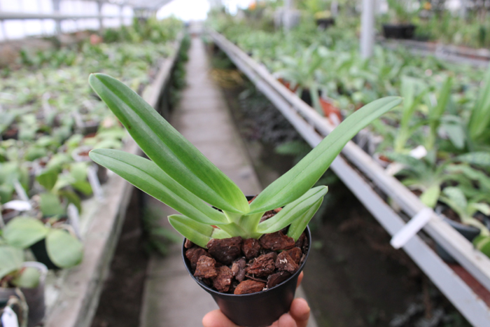 Paphiopedilum supardii.jpg
