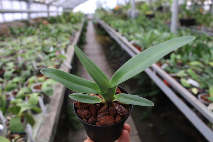 Paphiopedilum stonei x anitum.jpg