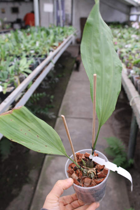 Stanhopea tricornis.jpg