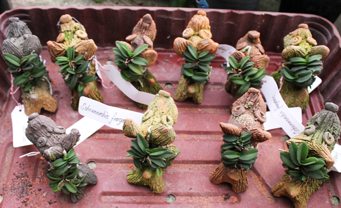 Schoenorchis fragrans.jpg