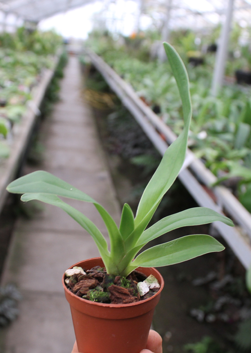 Paphiopedilum lowii.jpg