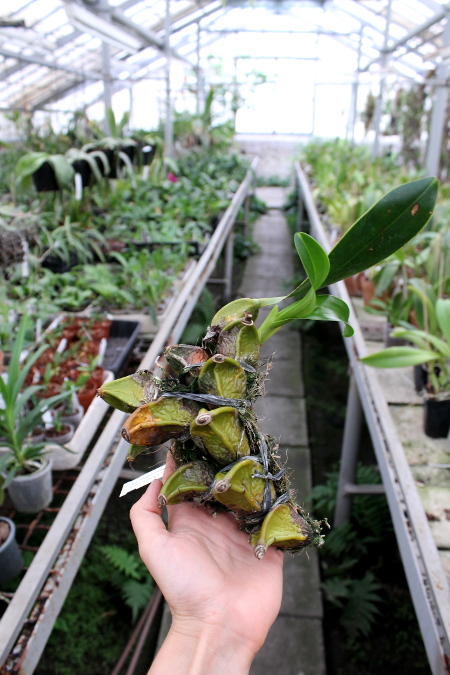 Epigeneium treacherianum (lyonii)2.JPG