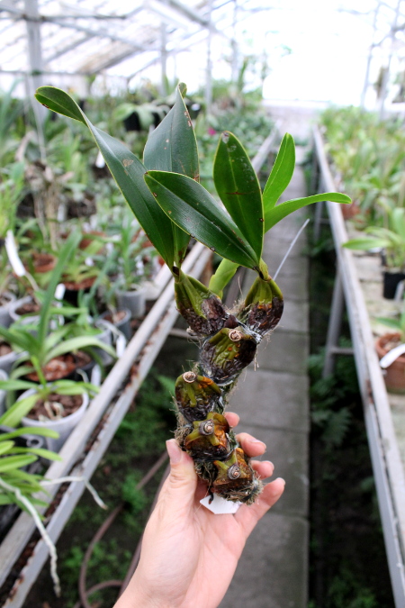 Epigeneium treacherianum (lyonii)3.JPG