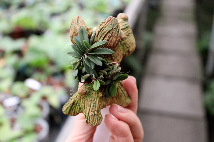 Schoenorchis fragrans2.JPG