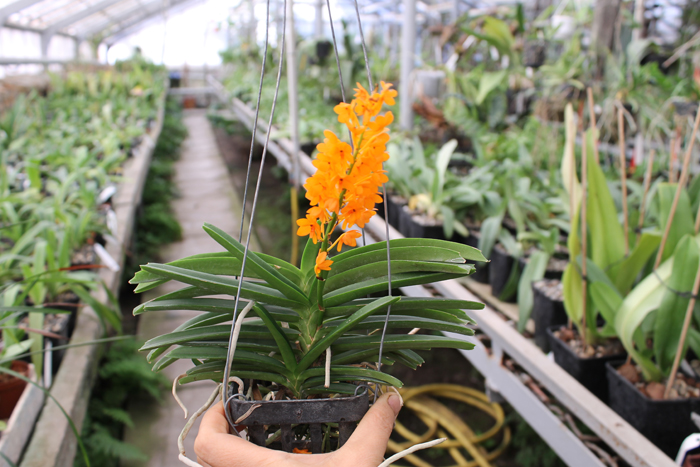 Ascocentrum miniatum.jpg