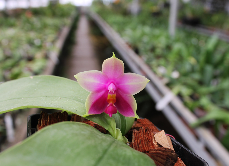 Phalaenopsis Samera x bellina.jpg