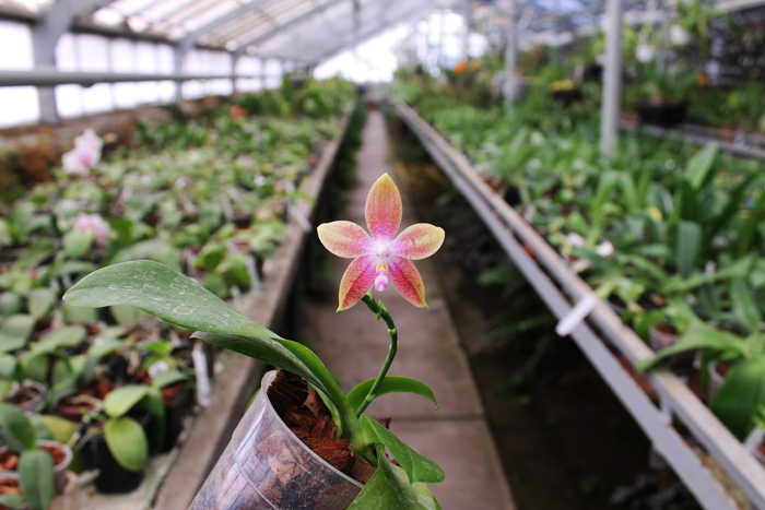 Phalaenopsis Jennifer Palermo (C1 type) x Phalaenopsis LD's Bear Queen.jpg