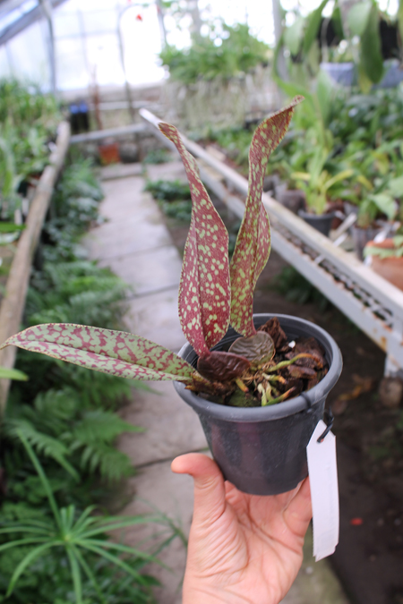 Psychopsis Mendenhall 'Hildos'.jpg