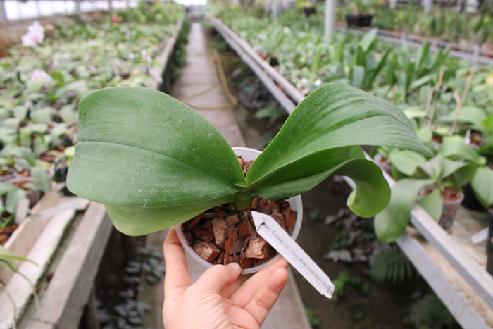 Doritaenopsis Little Gem Stripe x Phalaenopsis Joy Dreamy Jade.jpg