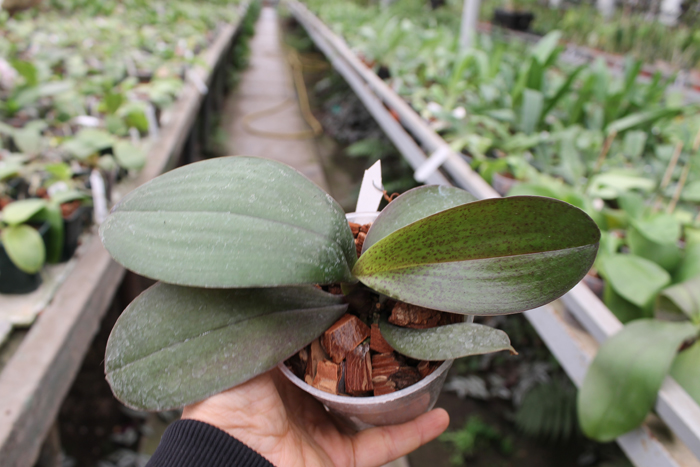 Phalaenopsis Sara Lee x Taipei Gold.jpg