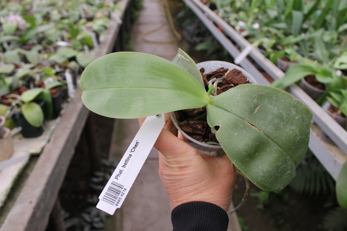 Phalaenopsis bellina 'Chen'.jpg