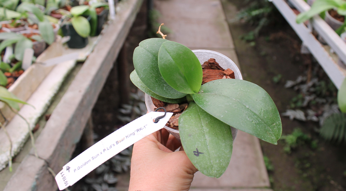 Phalaenopsis Meidarland Sunlight (Golden Sun x Ld's Bear King 'RK-1').jpg