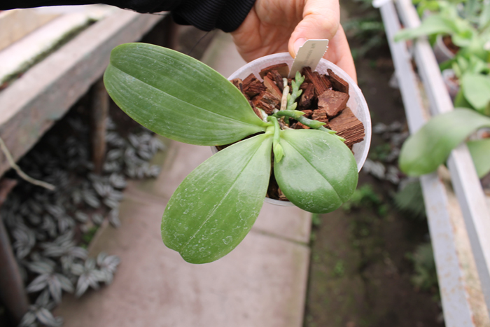 Phalaenopsis violacea alba 'Wanchiao Jungle White'.jpg