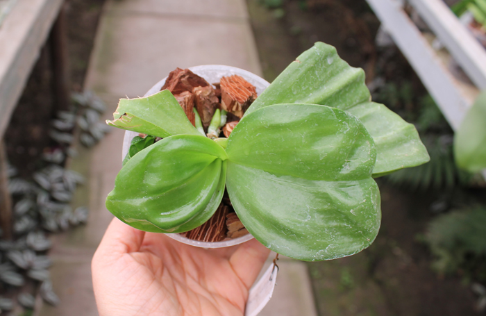 Phalaenopsis Tzu Chiang Litlitz '#2' x Chang Maw Evergreen.jpg