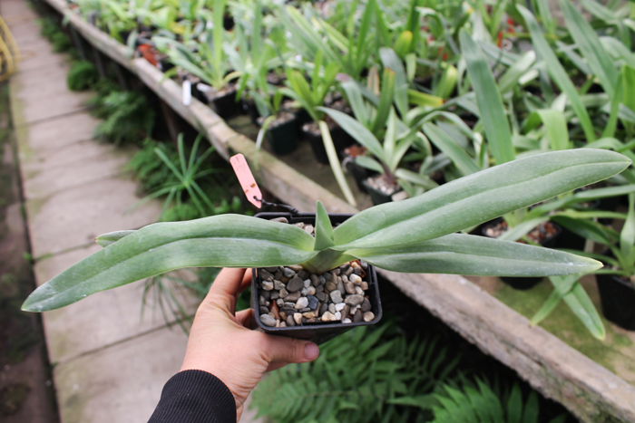 Paphiopedilum hangianum x anitum.jpg