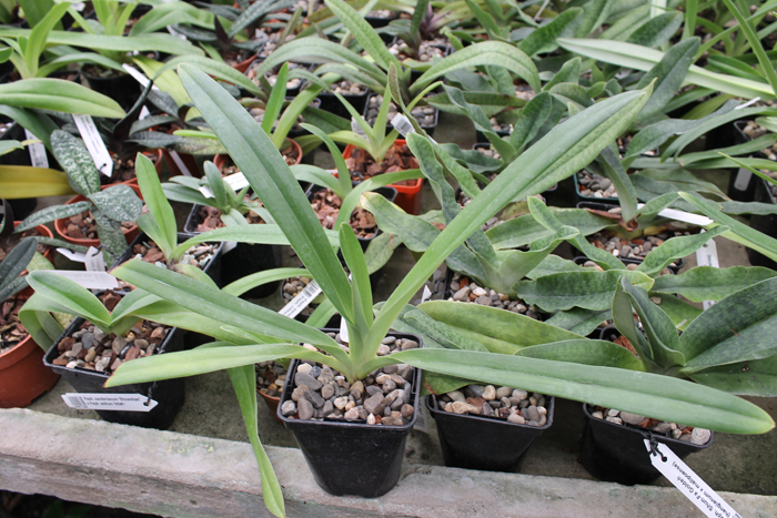 Paphiopedilum rothschildianum.jpg