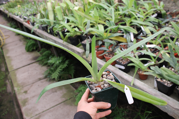 Paphiopedilum rothschildianum x tigrinum.jpg