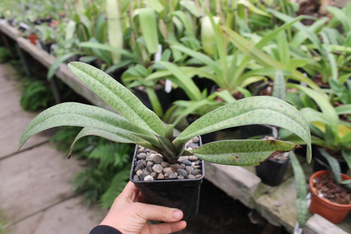 Paphiopedilum Dark Spell 'Ruby' x Paphiopedilum St Swithin 'Swallow'.jpg