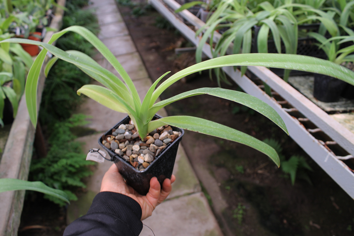 Phragmipedium Memory Dick Clements (besseae x sargentianum).jpg