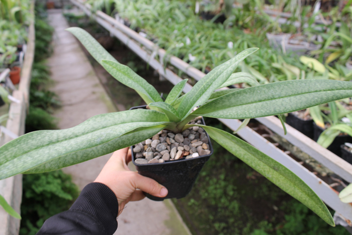 Paphiopedilum Dollgoldi (armeniacum x rothschildianum).jpg