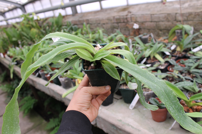 Paphiopedilum spicerianum.jpg