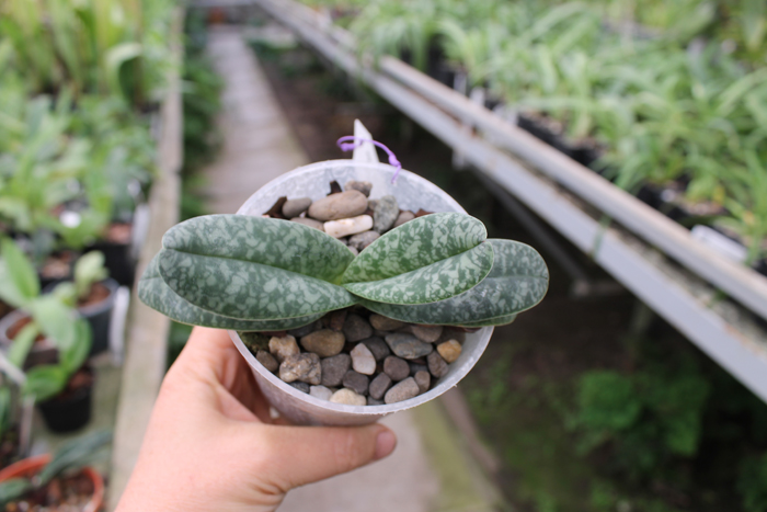 Paphiopedilum (bellatulum alba x niveum alba) x Sunshine Glory x concolor.jpg