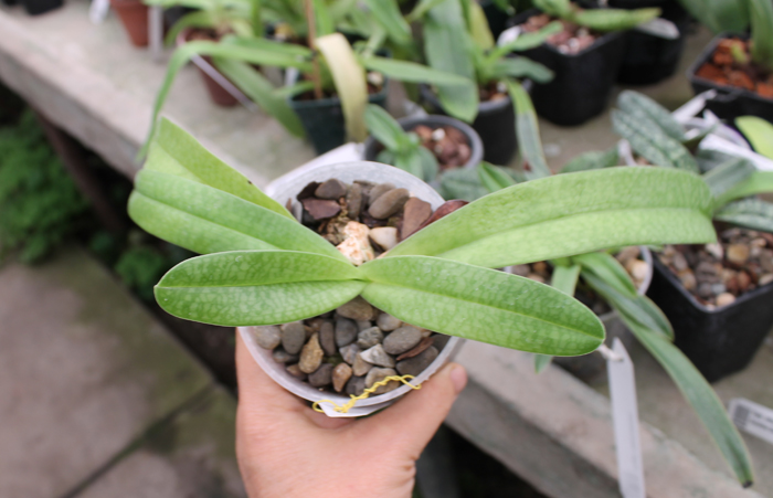 Paphiopedilum rothschildianum x Sunshine Glory x concolor.jpg