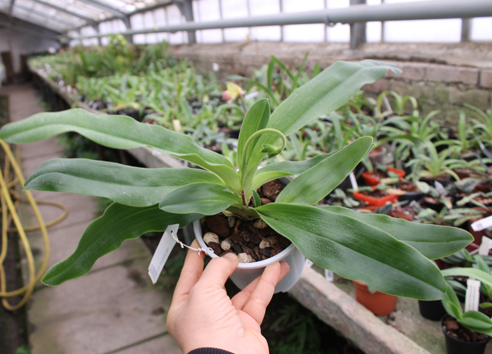 Paphiopedilum primulinum alba.jpg
