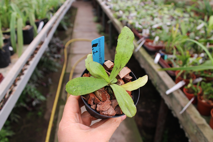 Aerangis kotschyana.jpg