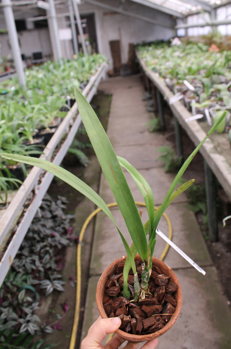 Encyclia oncidioides.jpg