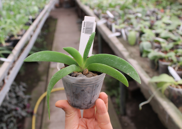 Angraecum leonis.jpg