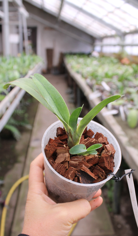 Angraecum magdalenae.jpg