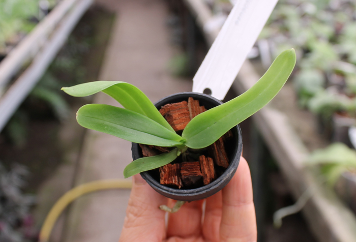 Tuberolabium kotoense.jpg