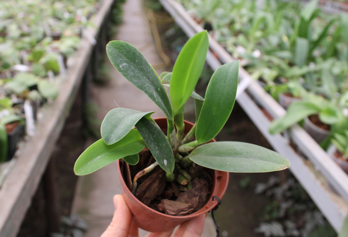 Laeliocattleya Love Knot 'Sato' (sincorana x walkeriana).jpg