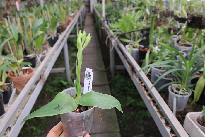 Habenaria sagarikii.jpg
